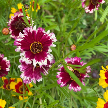 Coreopsis 'Incredible Dwarf Mix'