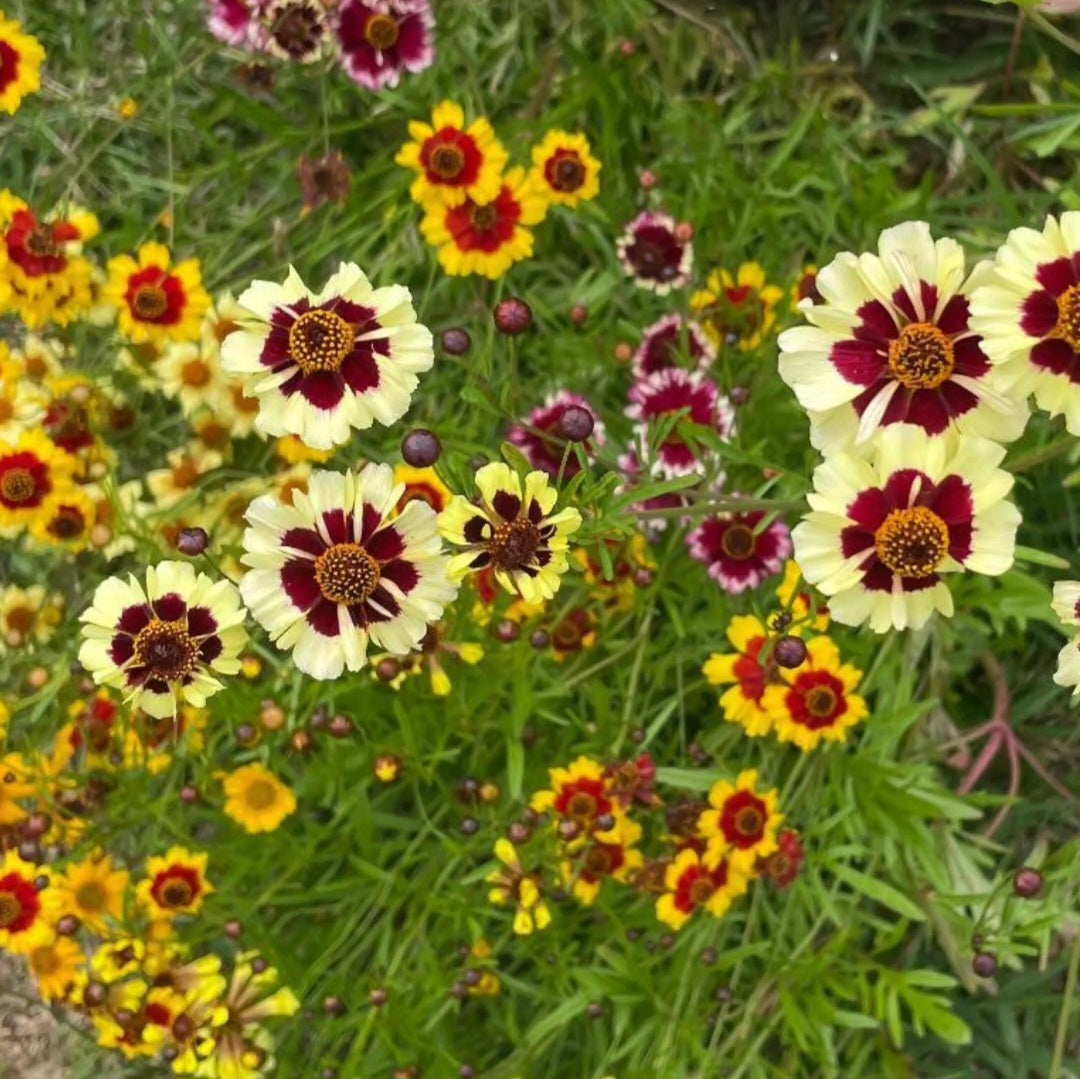 Coreopsis 'Incredible Dwarf Mix'