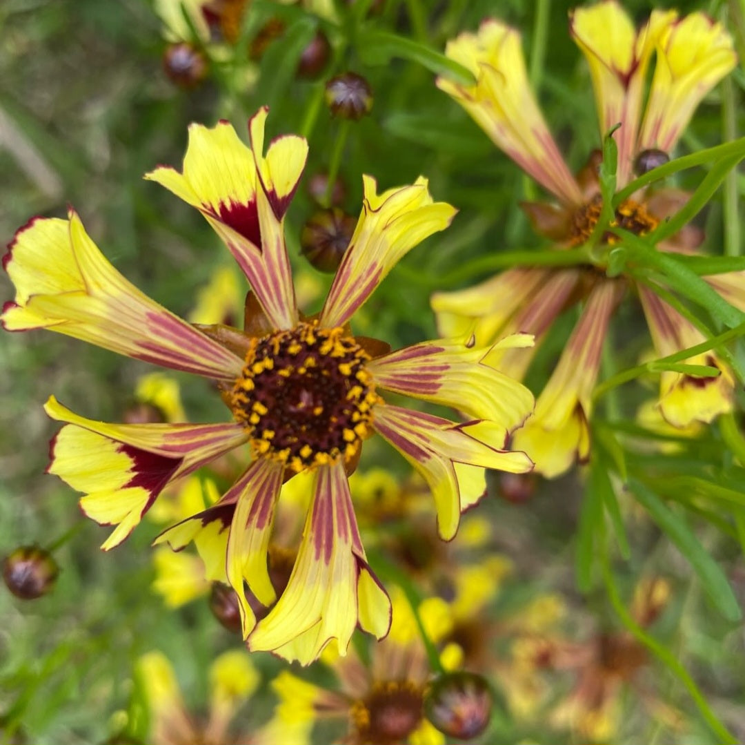 Coreopsis 'Incredible Dwarf Mix'