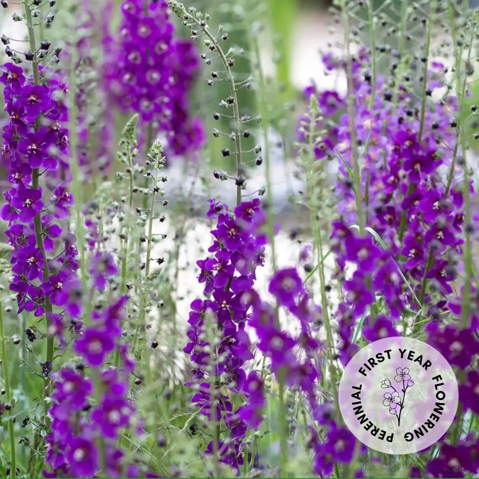 Verbascum phoeniceum 'Violetta'