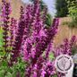 Salvia nemorosa 'Rose Queen'