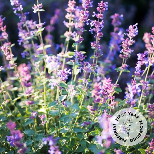 Nepeta racemosa (Catmint)