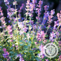 Nepeta racemosa (Catmint)