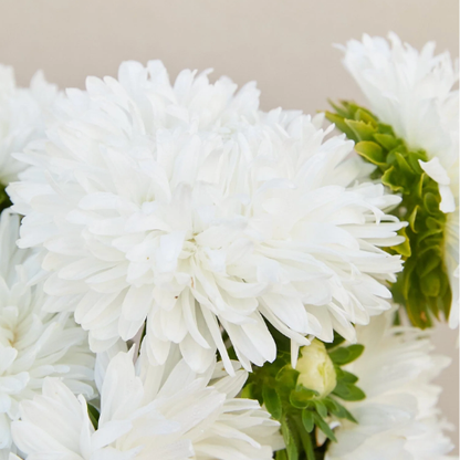 China Aster 'White'