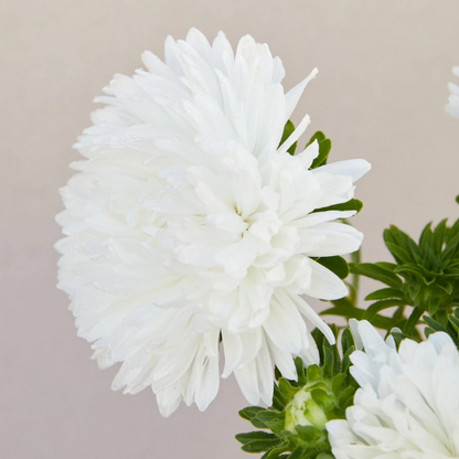 China Aster 'White'