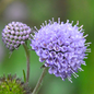 Succisa pratensis 'Devil's Bit Scabious'