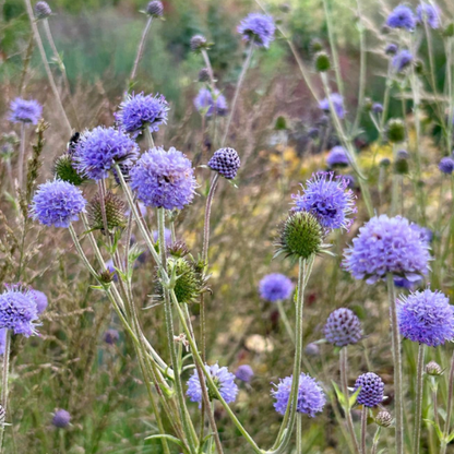 Succisa pratensis 'Devil's Bit Scabious'