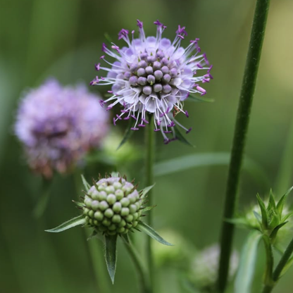 Succisa pratensis 'Devil's Bit Scabious'