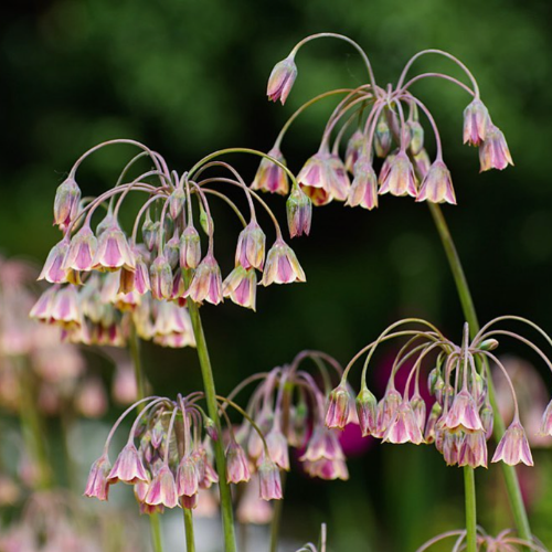 Allium siculum 'Sicilian Honey Garlic'