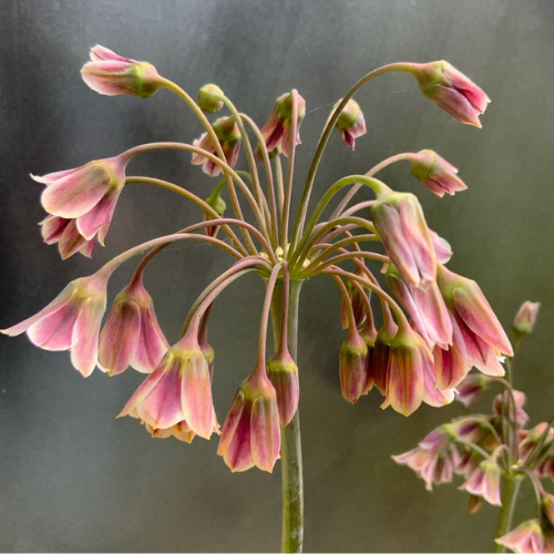 Allium siculum 'Sicilian Honey Garlic'