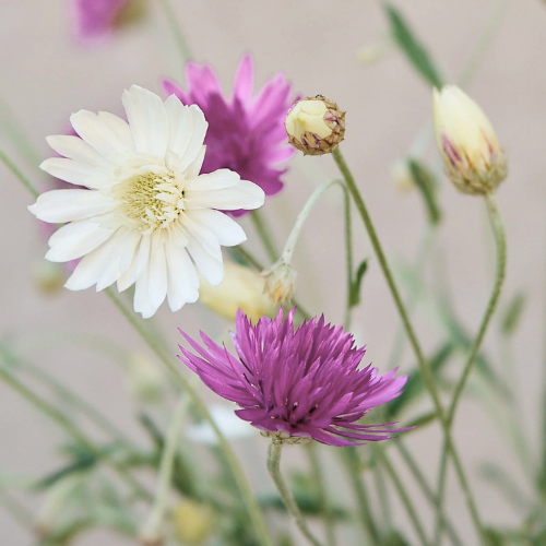 Immortelle