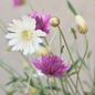 Immortelle