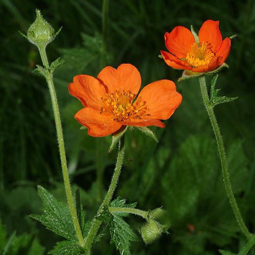 Geum coccineum