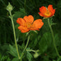 Geum coccineum