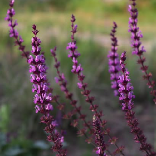 Salvia nemorosa 'Rose Queen'