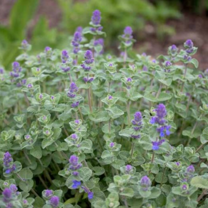 Nepeta racemosa (Catmint)