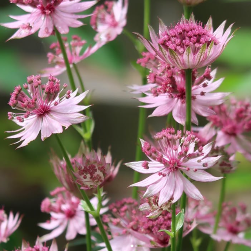 Astrantia major 'Rose Symphony'