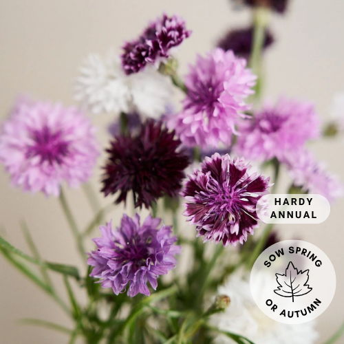 Cornflower 'Classic Magic'