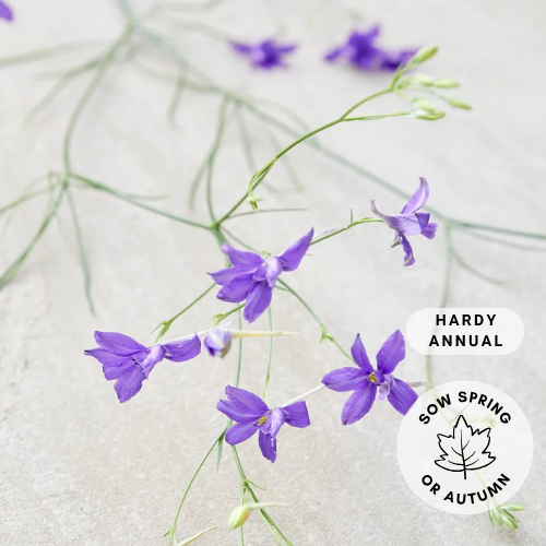 Larkspur 'Blue Cloud'