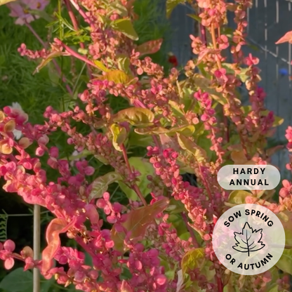Orach 'Ruby Gold'
