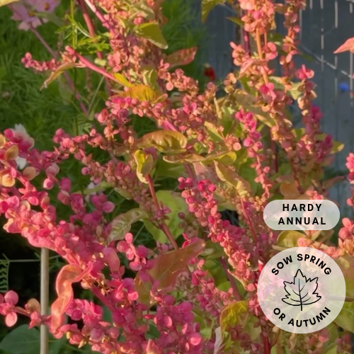 Orach 'Ruby Gold'