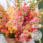 Snapdragon 'Early Sunrise Mix'