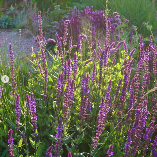 Salvia nemorosa 'Rose Queen'