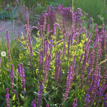 Salvia nemorosa 'Rose Queen'