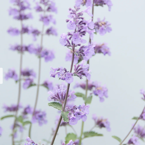 Nepeta racemosa (Catmint)
