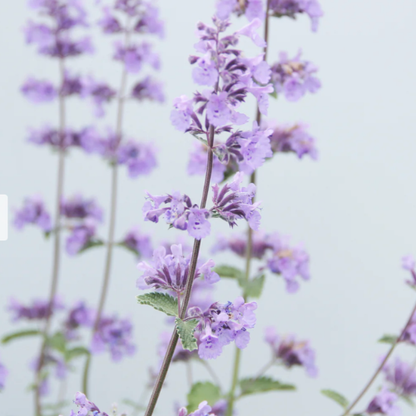 Nepeta racemosa (Catmint)