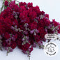 Snapdragon 'Madame Butterfly Dark Red'