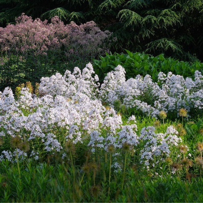 Campanula lactiflora 'Milky Bellflower'