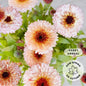 Calendula 'Bronze Beauty’