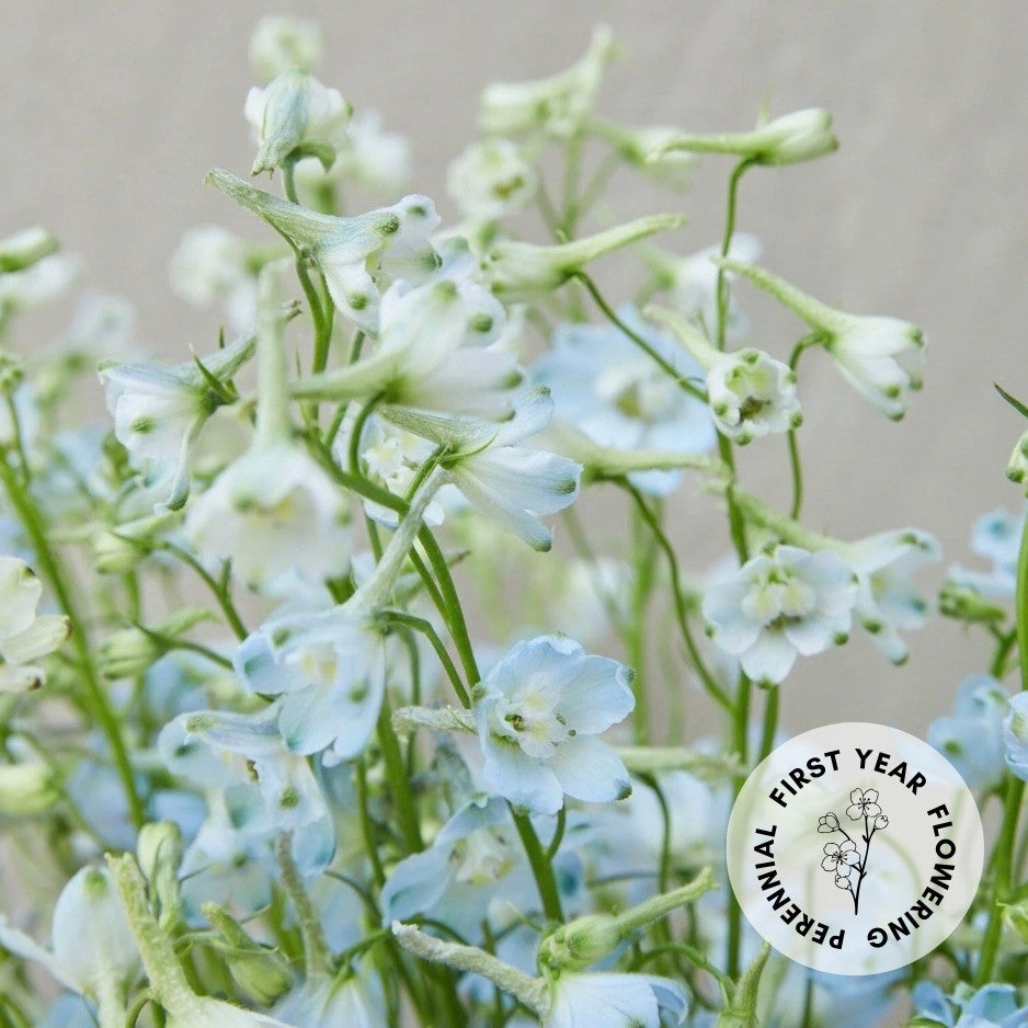 Delphinium 'Light Blue Butterfly' (dwarf)