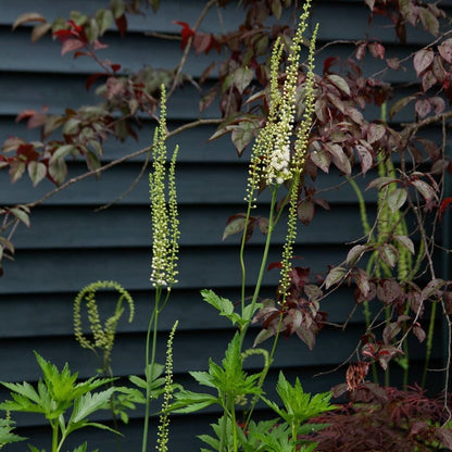 Actaea racemosa