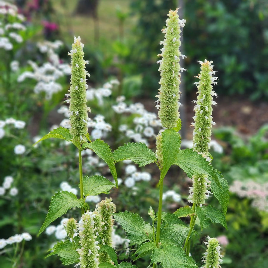 Agastache rugosa f. albiflora