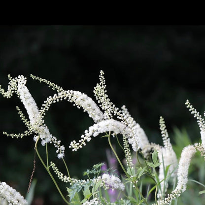 Actaea racemosa