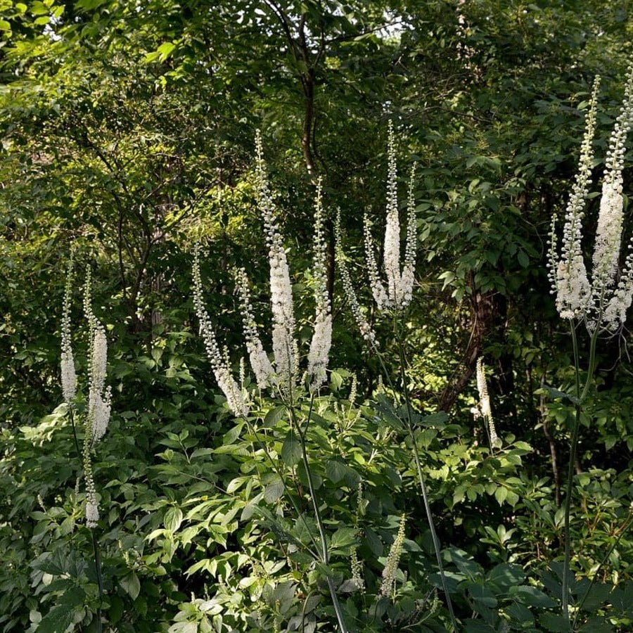 Actaea racemosa