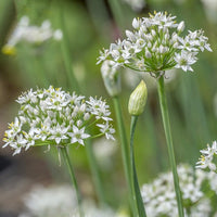 Allium 'Tuberosum'