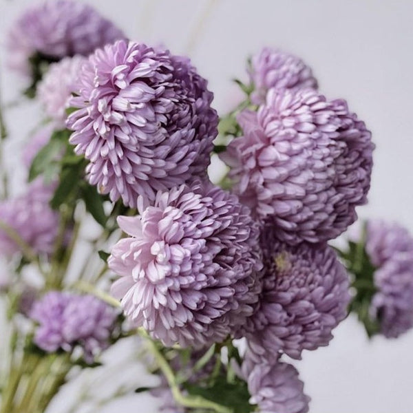 China Aster 'Lady Coral Lavender'