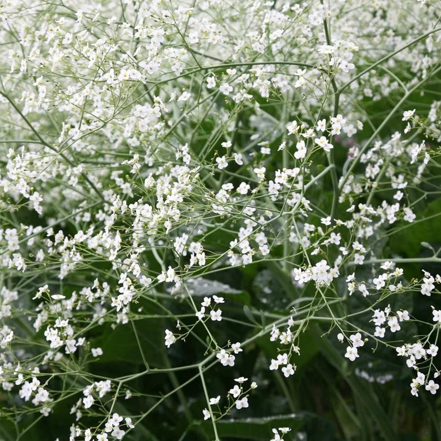 Crambe cordifolia