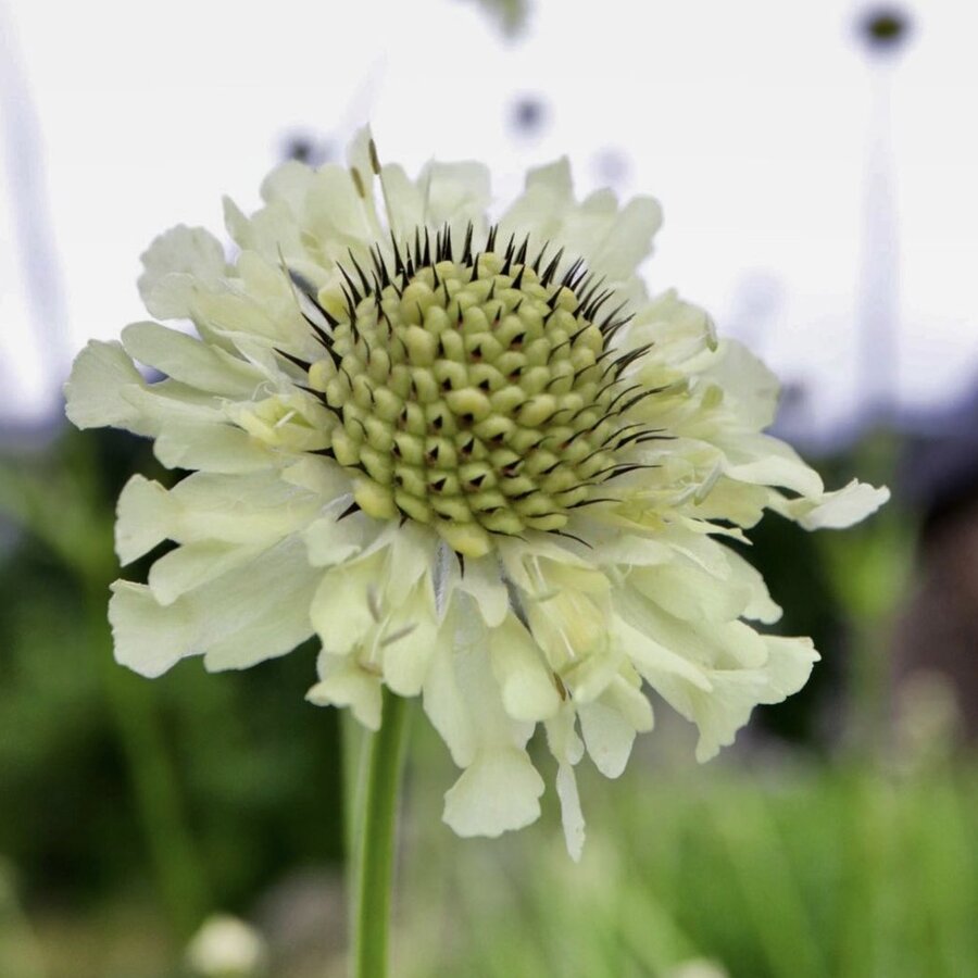 Scabious Giant