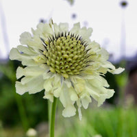 Giant Scabious