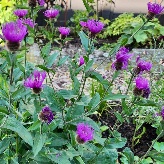 Centaurea nigra