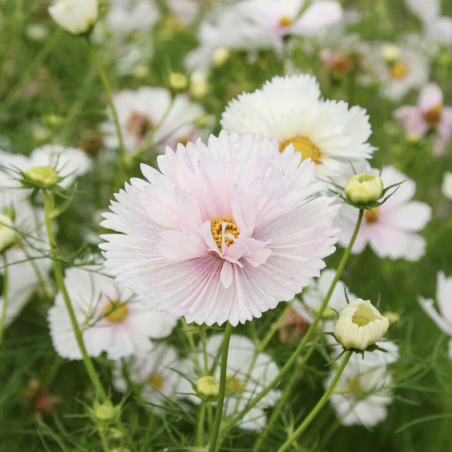 Cosmos Cupcakes Blush Susie Ripley Gardening cosmos-cupcakes-blush-susie-ripley-gardening