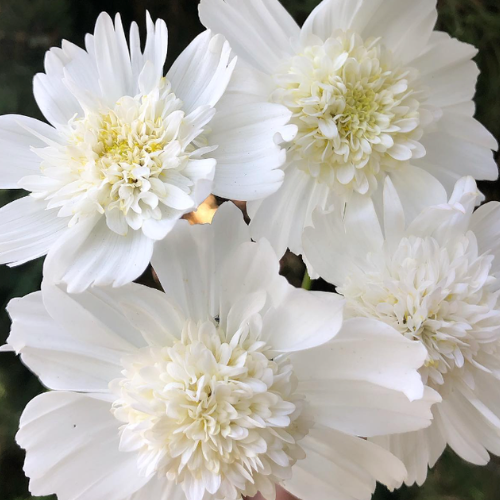 Cosmos 'Popsocks White'