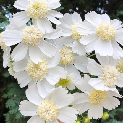 Cosmos 'Popsocks White'
