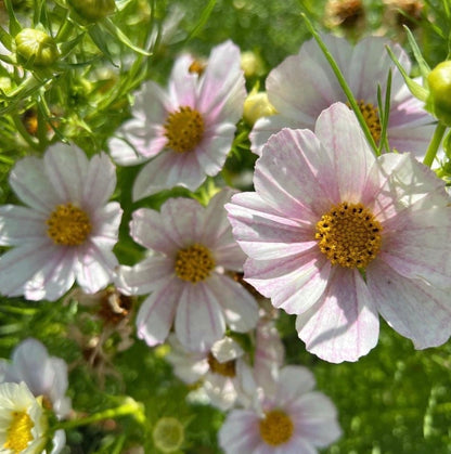 Cosmos 'Versailles Flush'