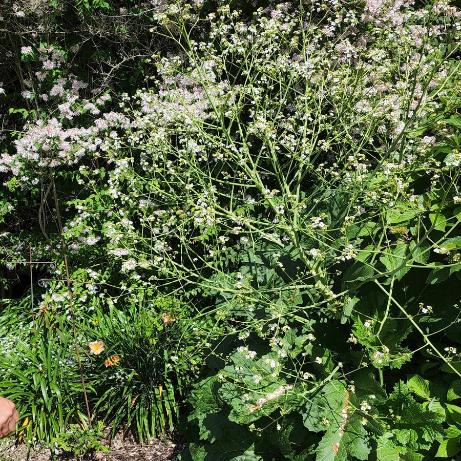 Crambe cordifolia