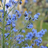 Chinese Forget Me Not 'Blue Showers'